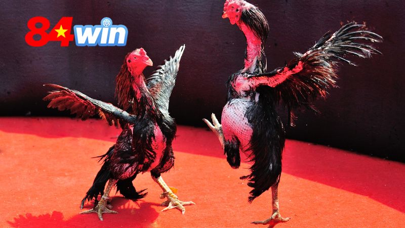 Tổng quan sảnh đá gà 84win