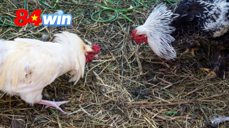 Tại sao nên cá cược đá gà tại 84win?