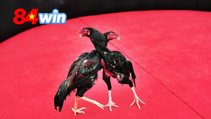 3 tips cá cược đá gà 84win bất bại